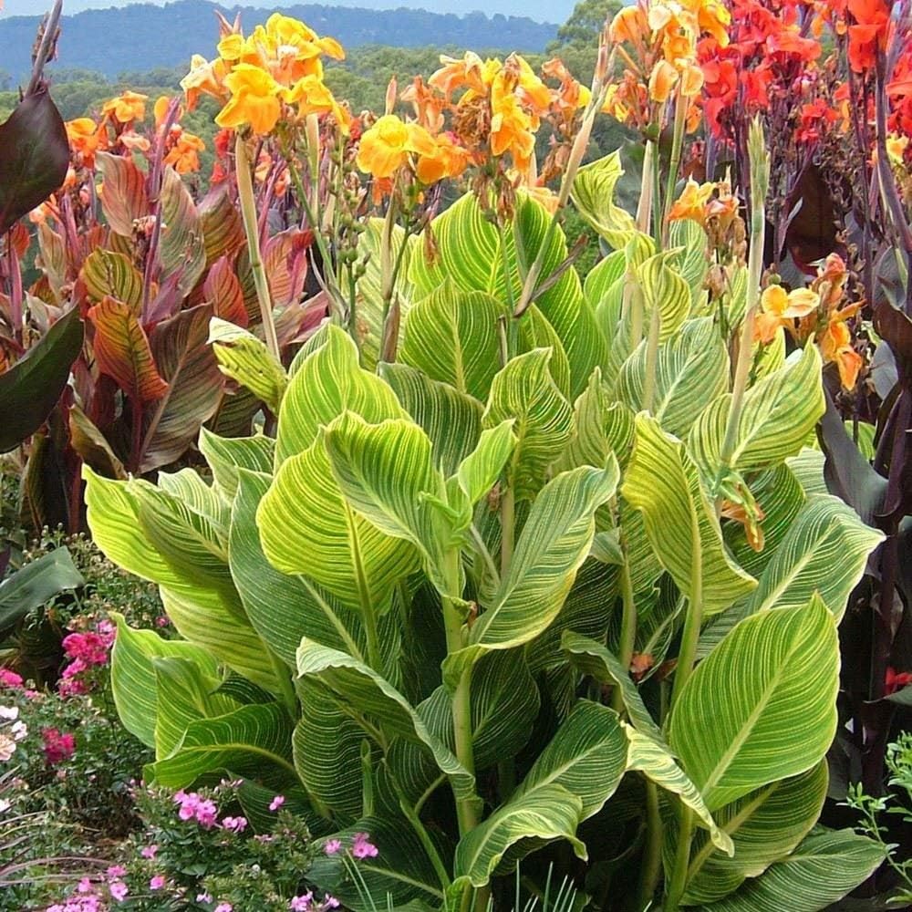 Canna Tropicanna Gold - Canna Lily, Plant in 9 cm Pot