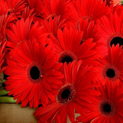Guruji Plantation Gerbera Flower Plant Garden Live Plant Nursery Indoor Living Plant (Red)