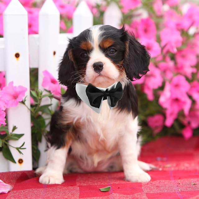 Foto 6 de 7 de HACRAHO Pajarita de esmoquin para perro, 1 paquete de corbata formal de algodón suave blanco para cachorros