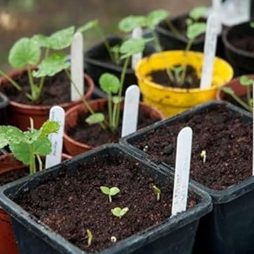 Miniatura 4 de 100 semillas dobles de Hollyhock  Flores perennes de reliquia multicolor, ideales para bordes y jardines de cabaña