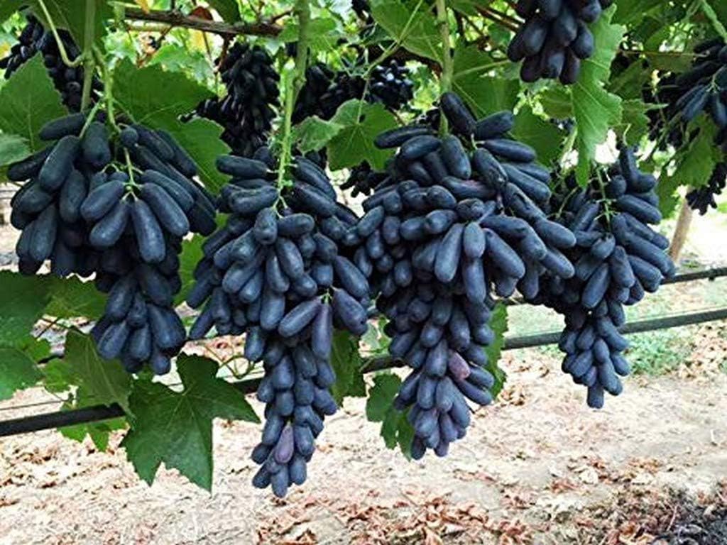 Live Long Black Seedless Grape/Angoor Sweet Fruit Plant, CF_N12 (B0CSX566CN) Amazon Price History, Amazon Price Tracker