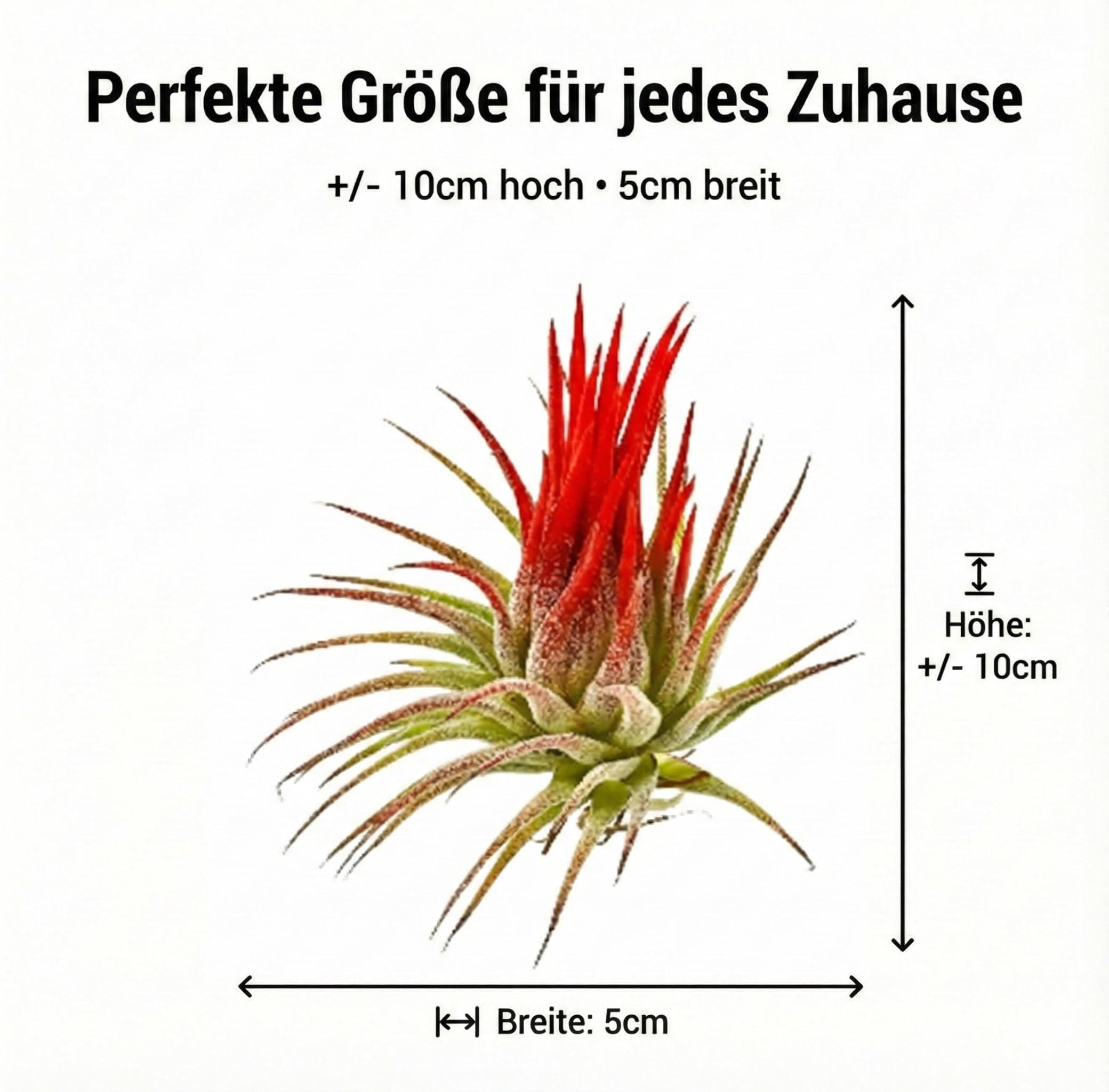 Vdvelde․com - Tillandsien Deko Set - 10 Echte Luftpflanzen Air Plants - Inkl. Pflanzspray 125 ml - Pflegeleicht - Ideal für Terrarium, Wohnzimmer, Büro & Urban Jungle