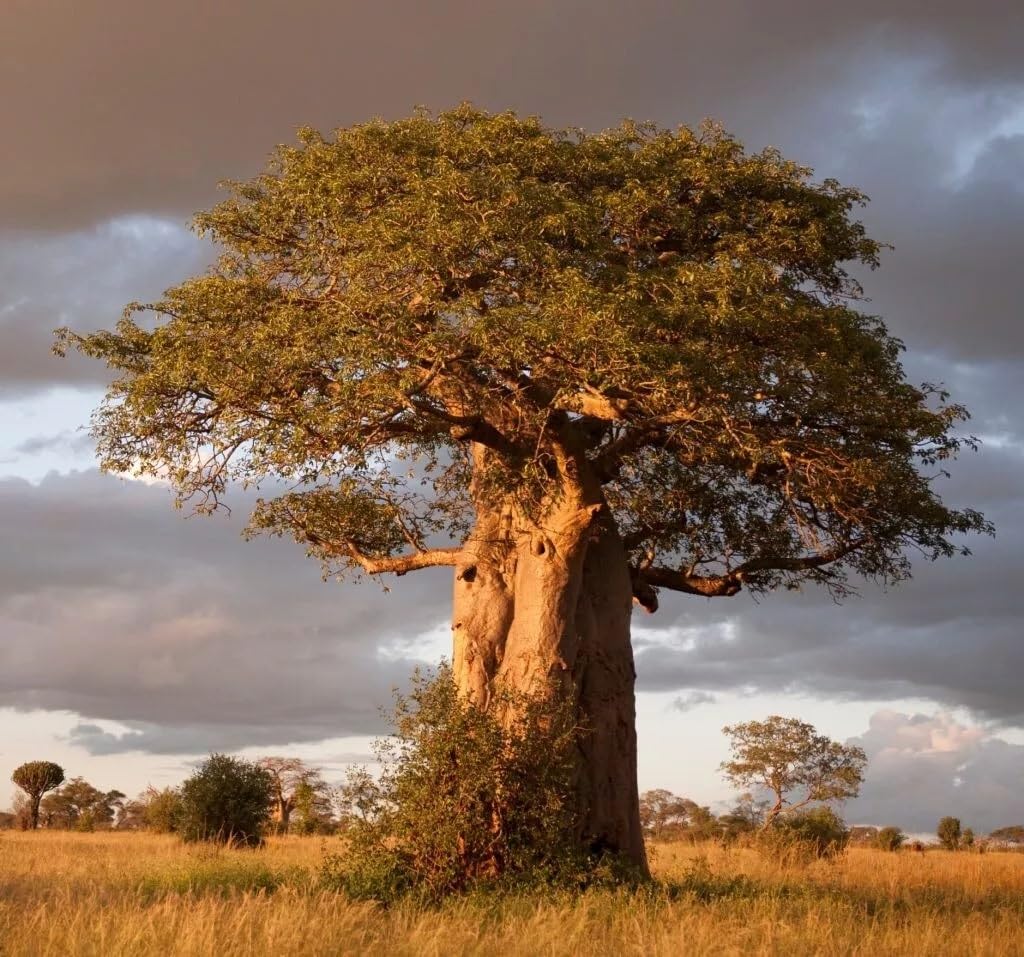 Amazon.com : 10+ African Baobab Seeds | Adansonia Digitata Tree of