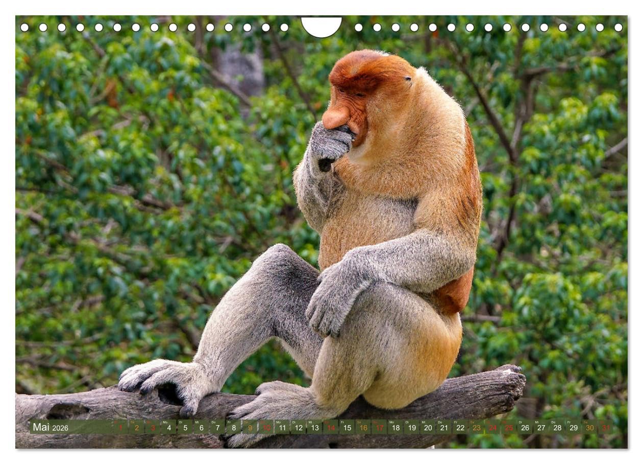 Nasenaffen von Borneo (Wandkalender 2026 DIN A4 quer), CALVENDO Monatskalender: Das aufregende Leben der Nasenaffen in Borneo (CALVENDO Tiere)