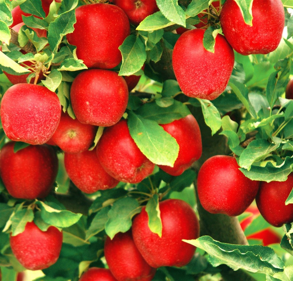 Melo Annurca - Pianta Da Frutto Autoctona Campana Con Maturazione Ottobre - Foto 6