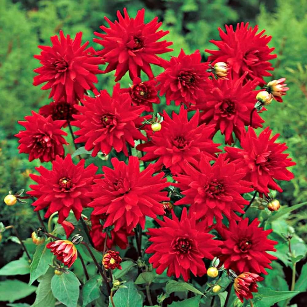 Dahlia Tubers x3, Pot Dahlia Red Pigmy Bulbs aFor Planting - Ready to Plant Now.