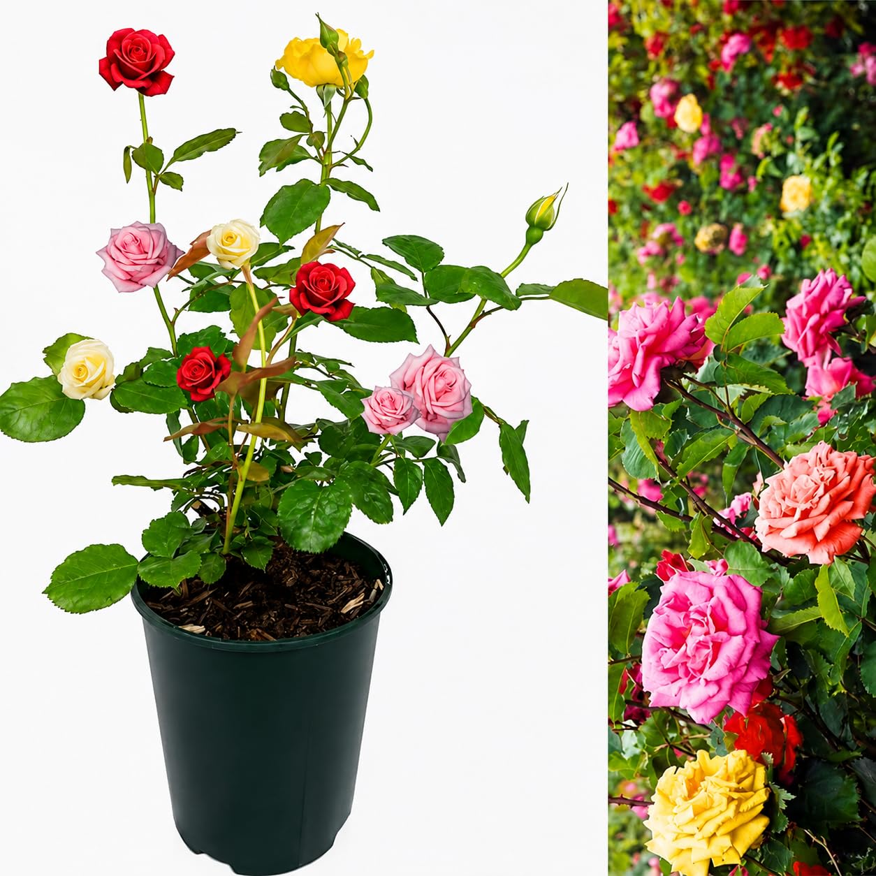 Multicolor Rose Live Plant With Grow Pot | Gulab Flower Plant All Season Fragrant Hybrid Rose Bush Red Pink Yellow Orange White Blooms for Home Garden Outdoor Balcony Terrace Landscaping Pack of 1-image-22