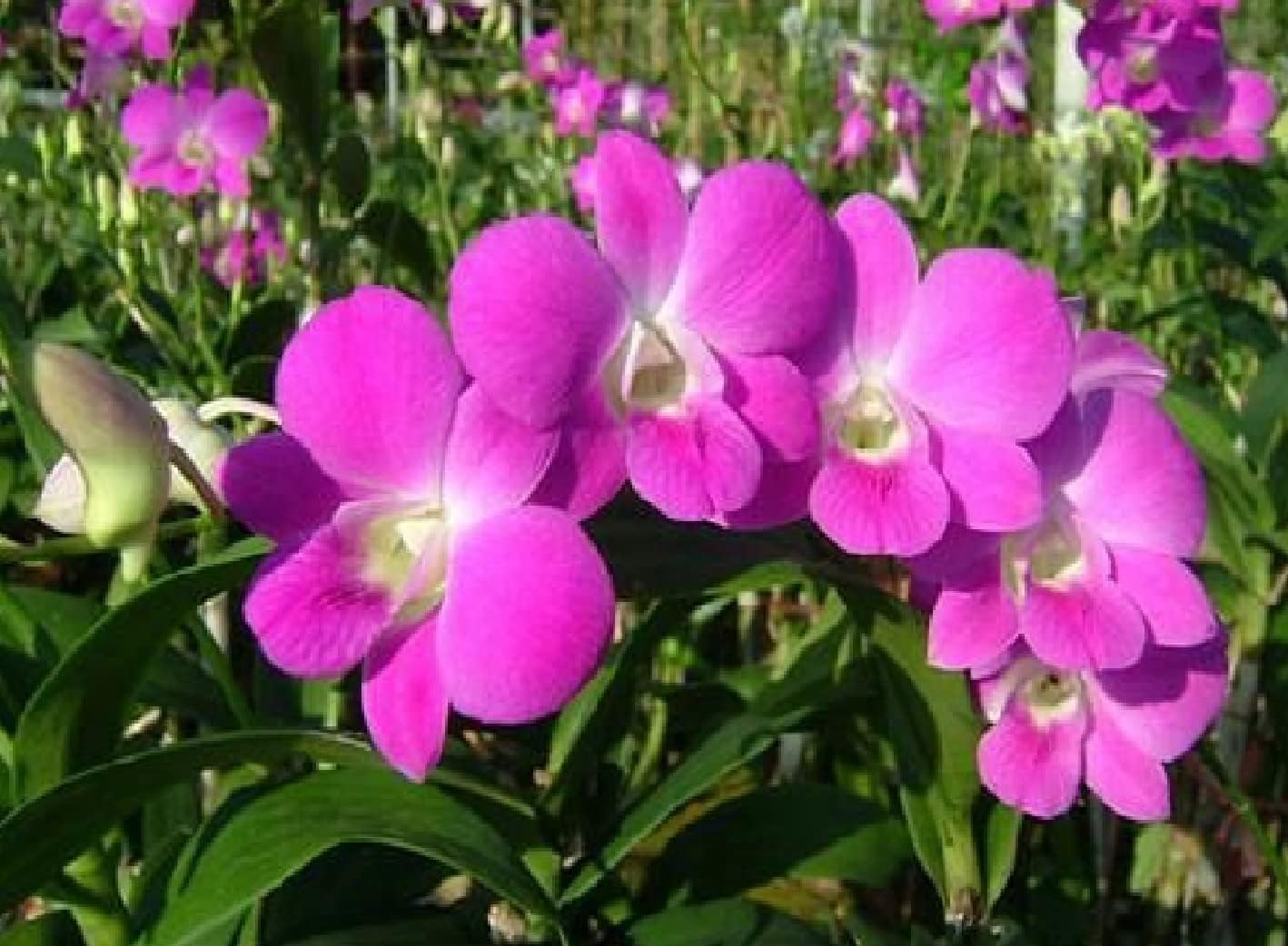 HAWAIIAN DENDROBIUM ORCHID PLANT 2" POT ~ GROW HAWAII