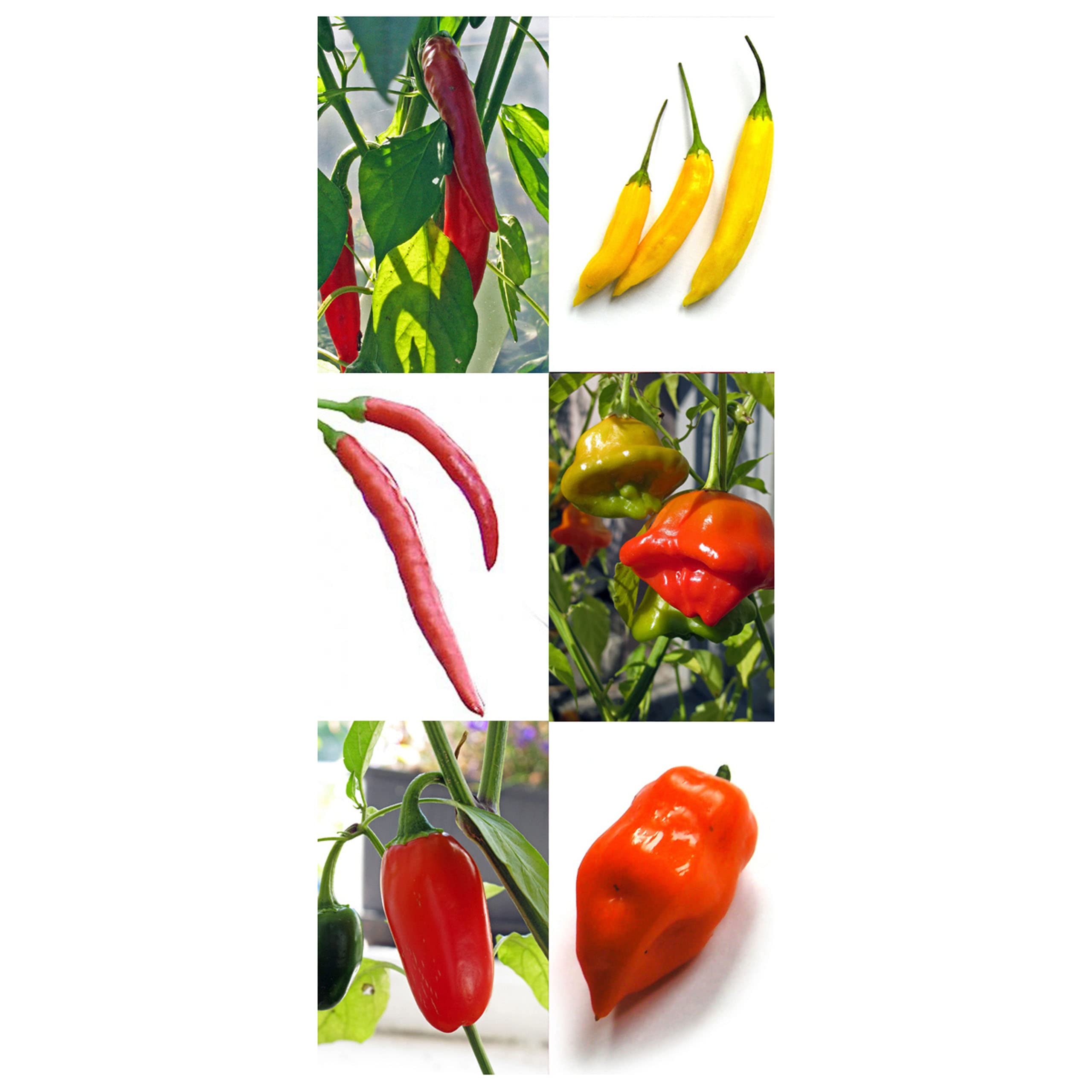 Chiles famosos y clásicos - Set regalo de semillas con 6 variedades picantes