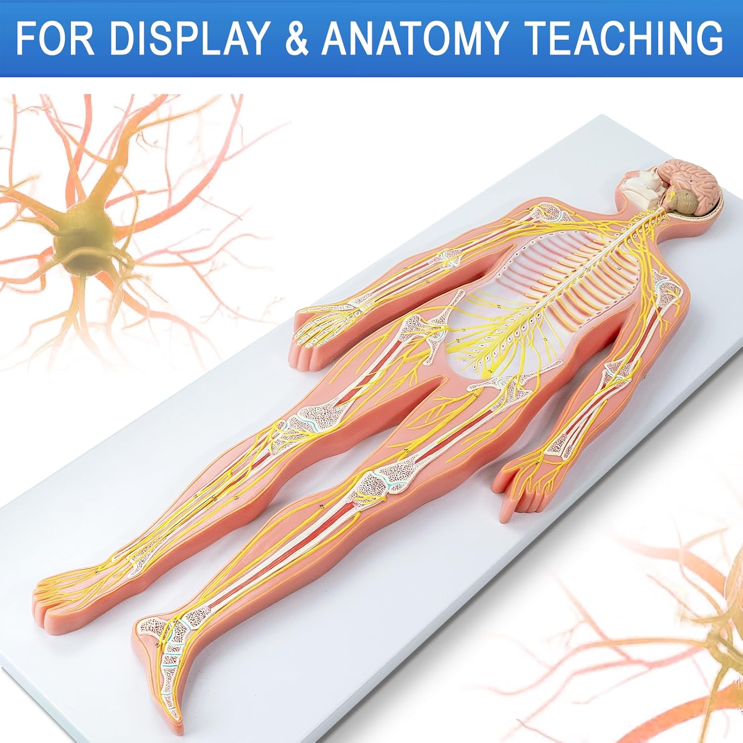Human Nervous System Model – Half Life Size with Brain, Spinal Cord & Nerves – Classroom Anatomy Teaching Tool for Students