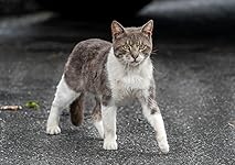 Review Image by Jonnys Bazar Jonnys Bazar