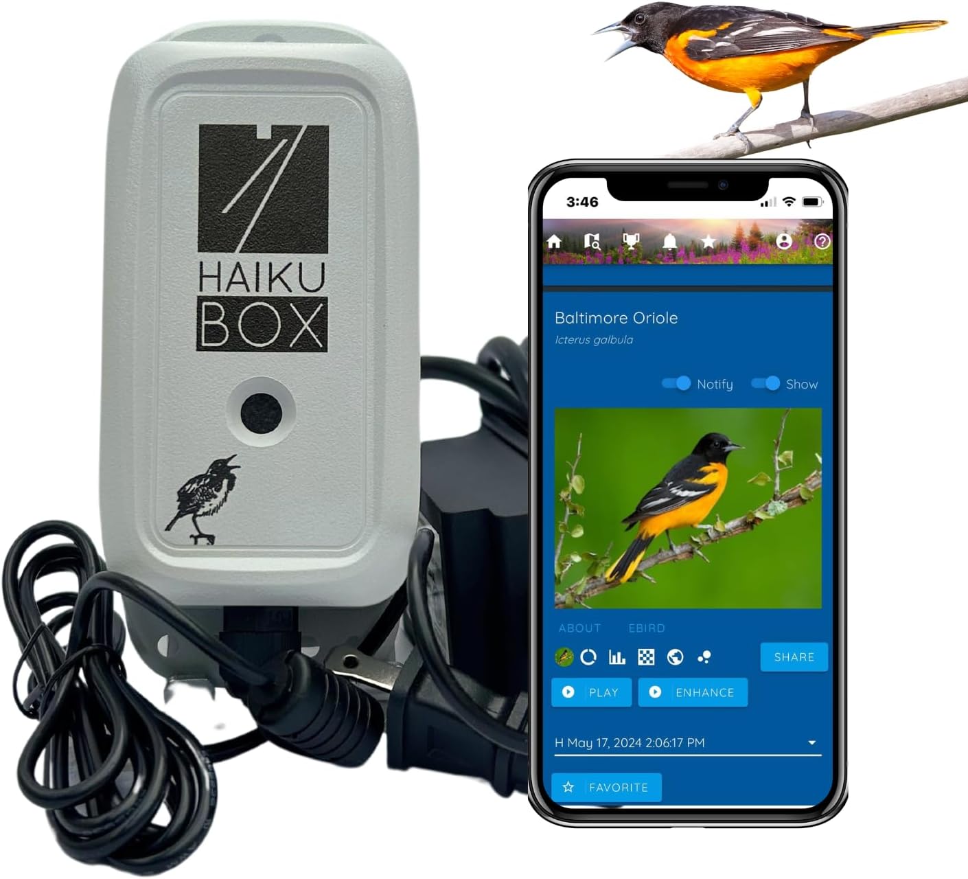 Birdsong Identifier: Better than a camera, 24/7 backyard bird sound ID. Hawks, owls, hummingbirds, warblers, orioles, nuthatches & woodpeckers. Boost your birdwatching and birding-by-ear