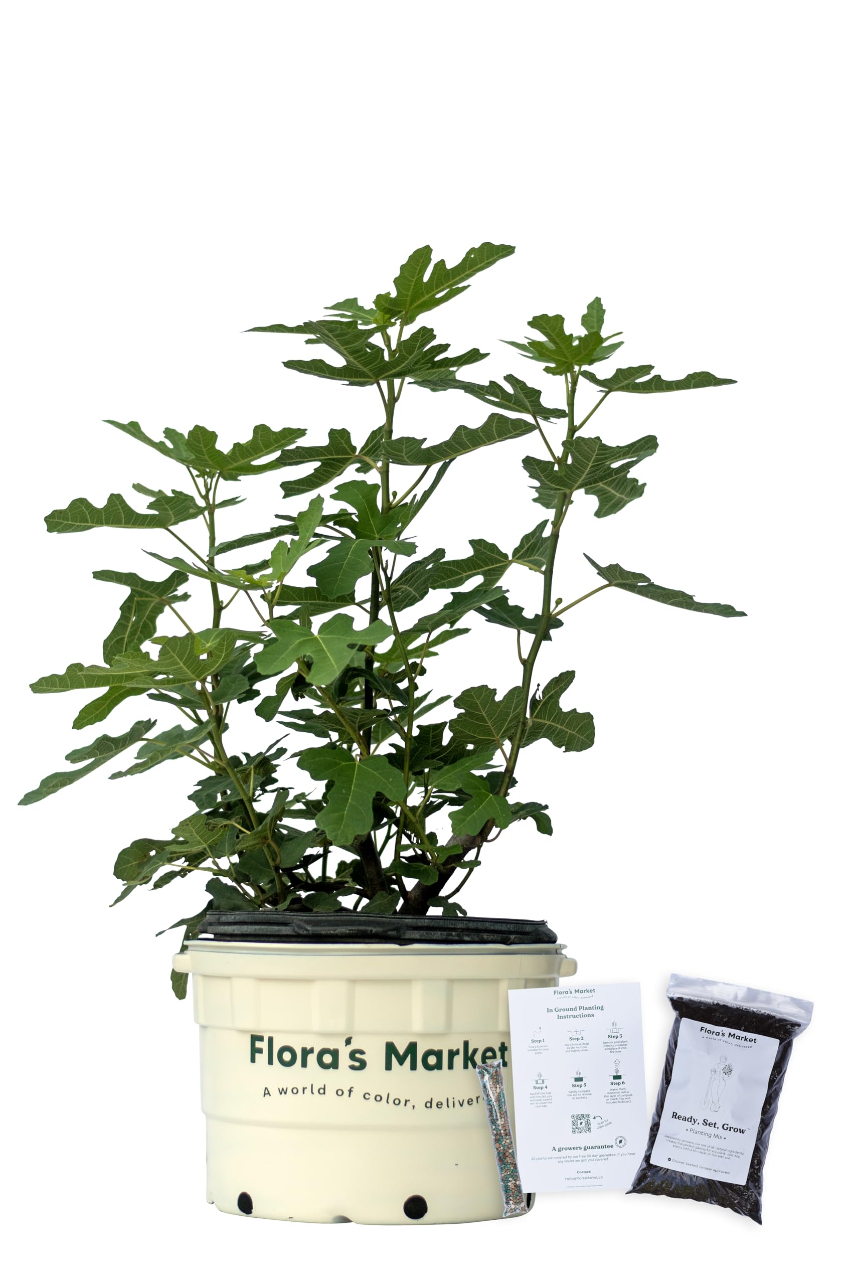 Chicago Hardy Fig 7 Gallon