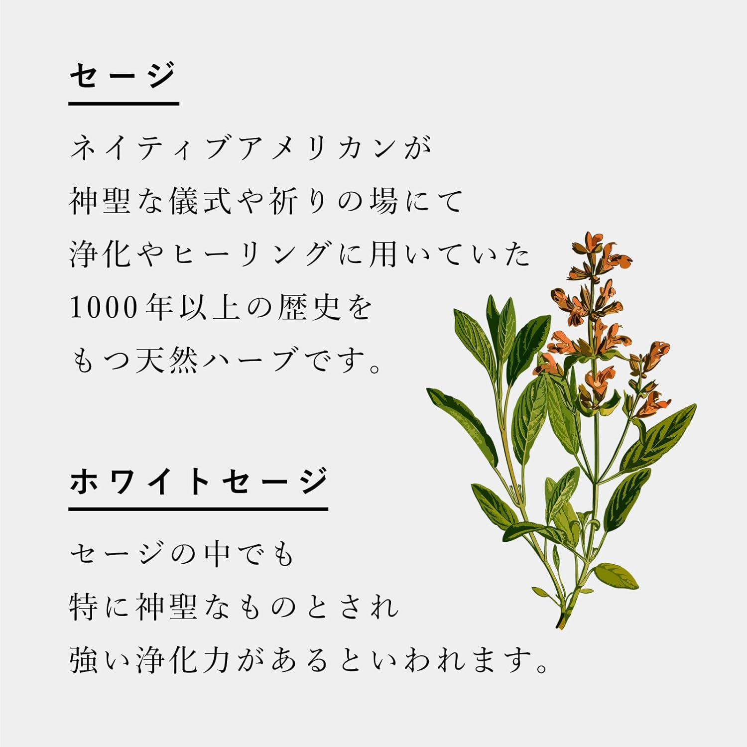 Amazon Co Jp Kaorimi ホワイトセージ 無農薬 枝除去済み 30g ポプリ アロマ 浄化用 お香 セージ ホーム キッチン
