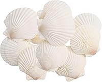 Vista 1 de 30 conchas grandes de vieira natural, conchas marinas blancas de 2 a 3 pulgadas, para manualidades, pintura, fiestas temáticas oceánicas