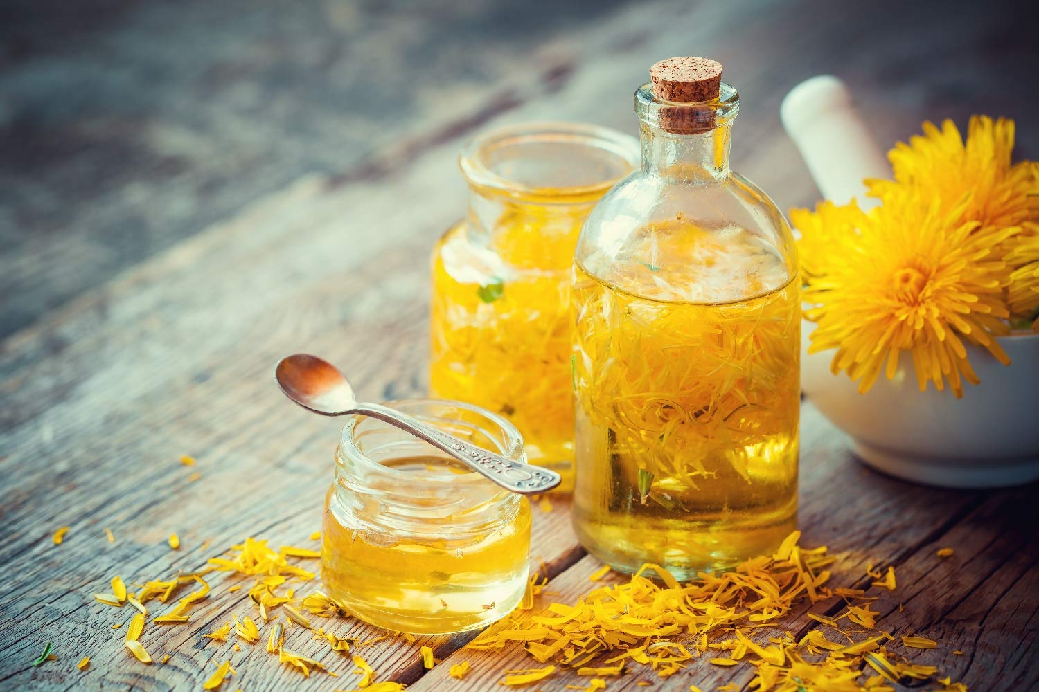 SAFLAX - Bio - Mniszek Lekarski - 400 Nasiona - Taraxacum officinale