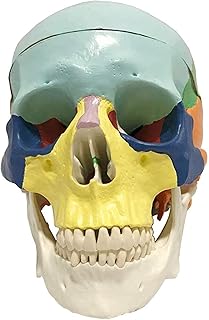 Study Model Educational Model Color Human Skull Model - Anatomical Skull Model Resin Material Human Anatomy Skull Model - PVC Material Medical Anatomyical Skull Model - for Study Display Teaching