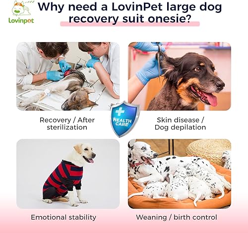 Miniatura 4 de LovinPet Camiseta de recuperación para perro Pitbull, antilamedas, traje cómodo para herida abdominal después de cirugía, diseño recortado de