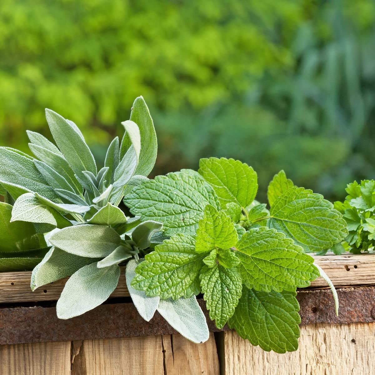 Graines De Mélisse Citronnelle Melissa Officinalis - Lot De 50 Graines - Plante Vivace Parfumée Pour Infusions Et Jardin