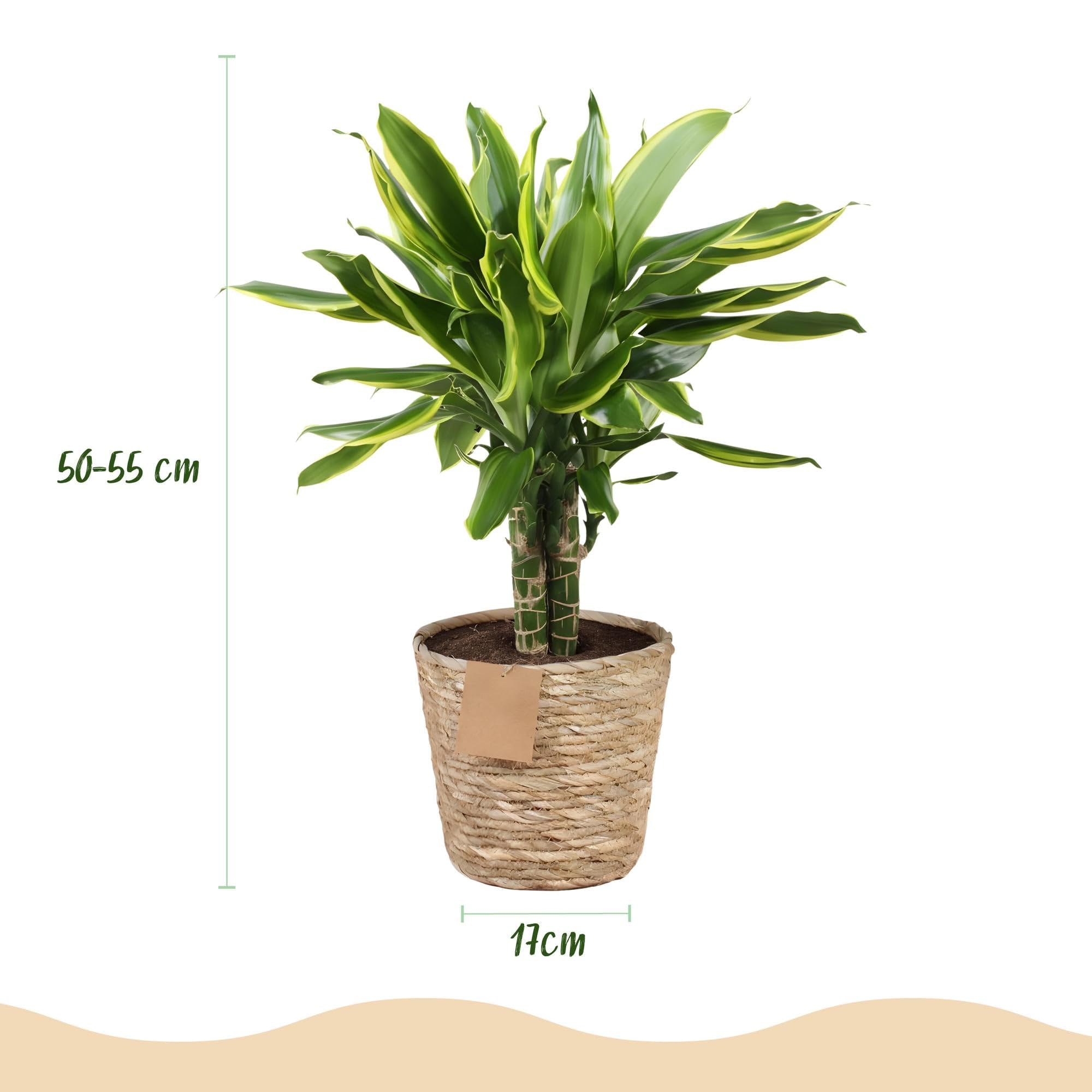 Green boutiQ - Zimmerpflanzen - Dracaena fragrans Golden Coast -  Drachenbaum - Wenig Pflege - mit Korb - Bunt - 1 Pflanze - Topf 17cm - Hhe  50-55cm : Amazon.de: Garten
