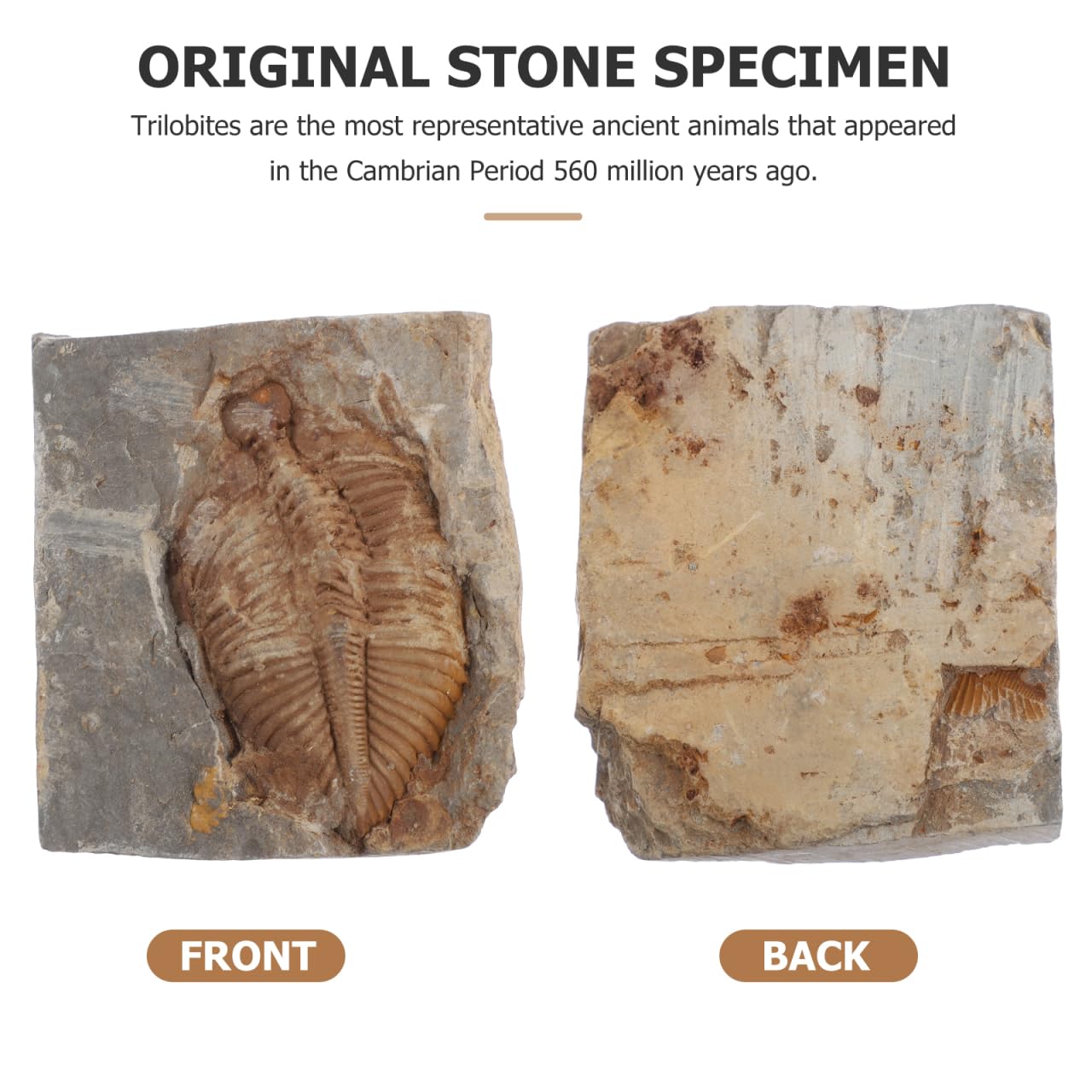 VALICLUD Trilobites naturels - Pierre fossile originale - Véritable pour la collection, l'enseignement et la décoration - Durable et fidèle aux détails pour les projets de biologie géologique