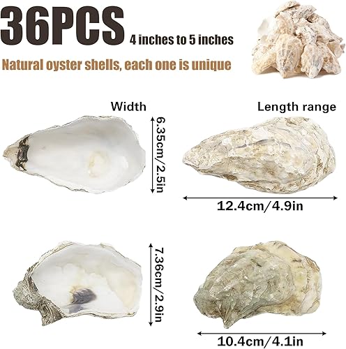Miniatura 5 de 36 conchas de ostras naturales grandes de 4 a 5 pulgadas, conchas de ostras a granel para manualidades, decoración del hogar, rellenos de jarrones,