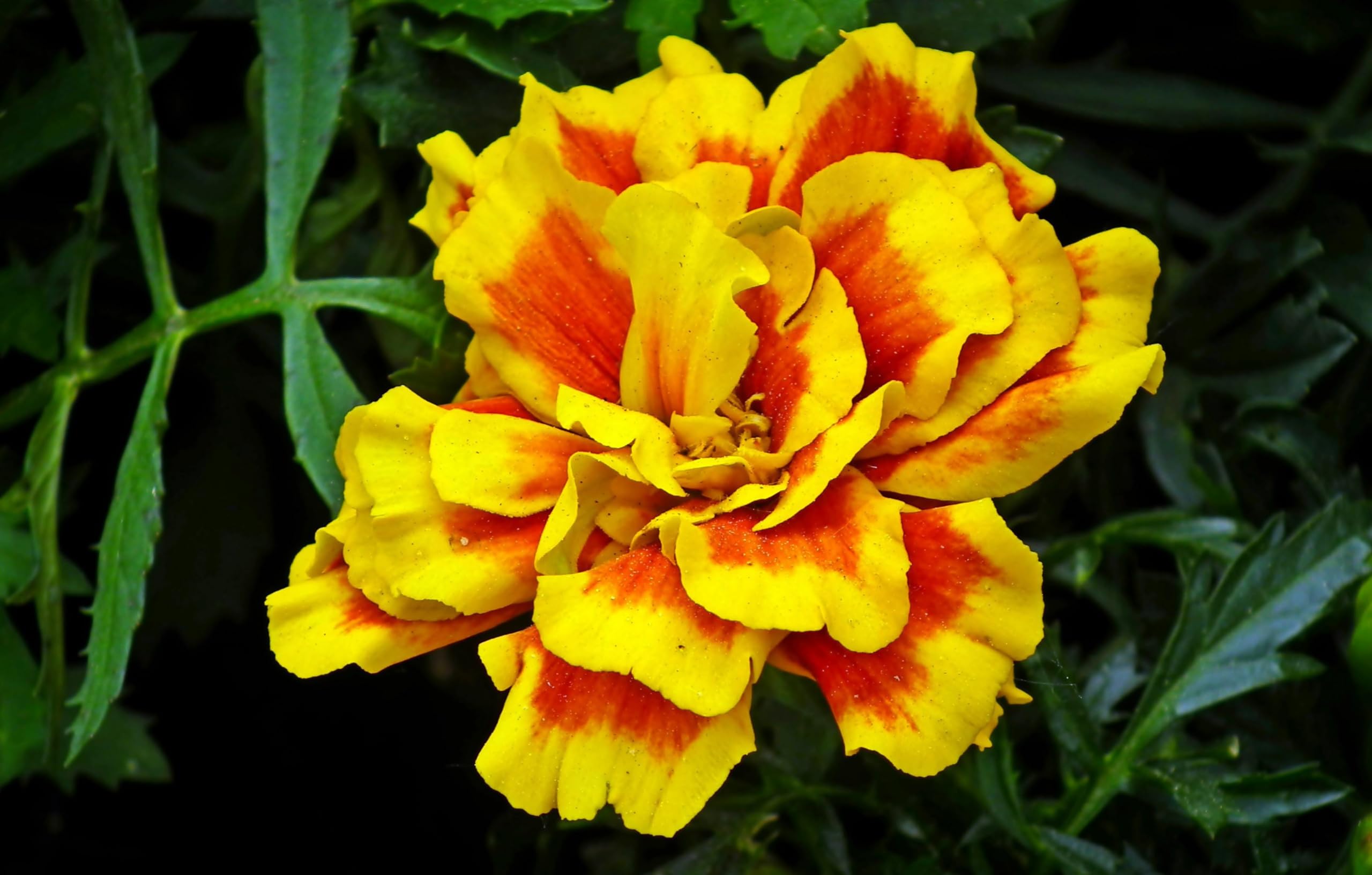 Tagetes (Tagetes patula). ´Abstehende Studentenblume´ Samen. (20000 Samen = 52,0g)