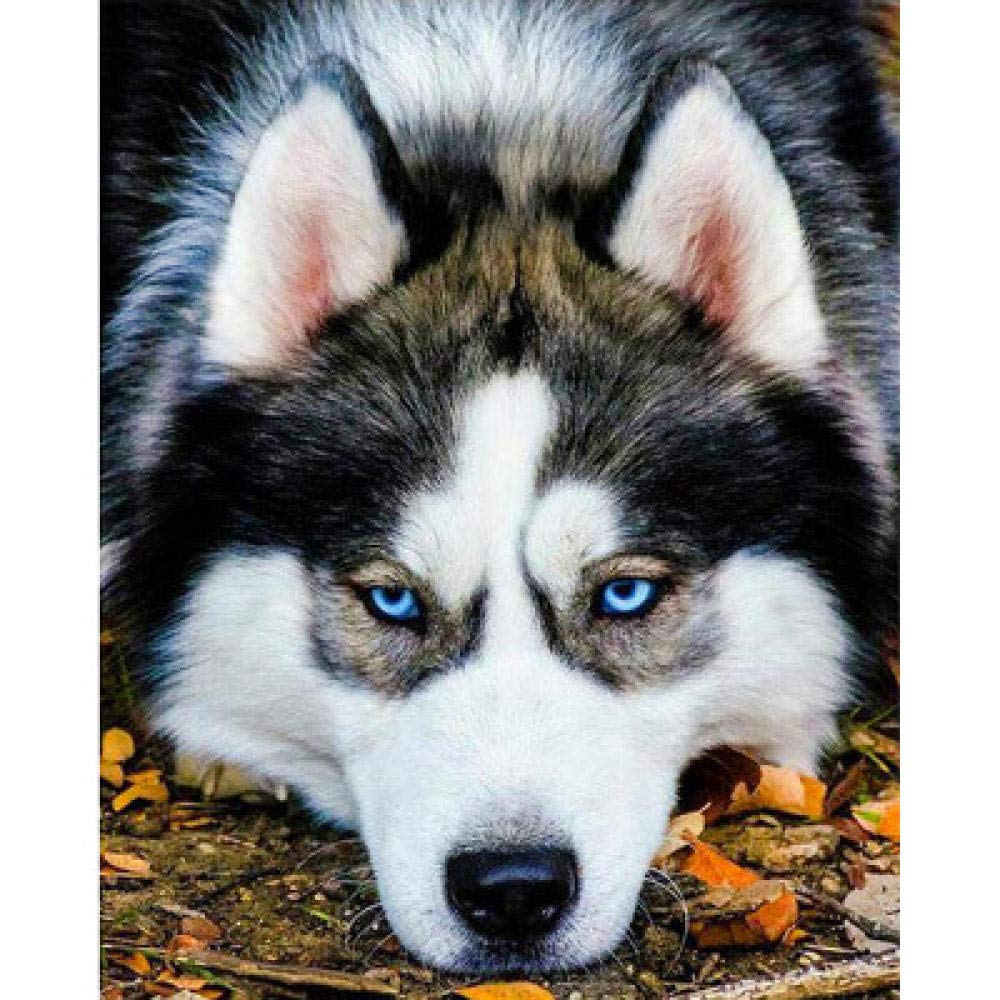 Broderie diamant husky 5D grand format pour decoration salon chaleureuse