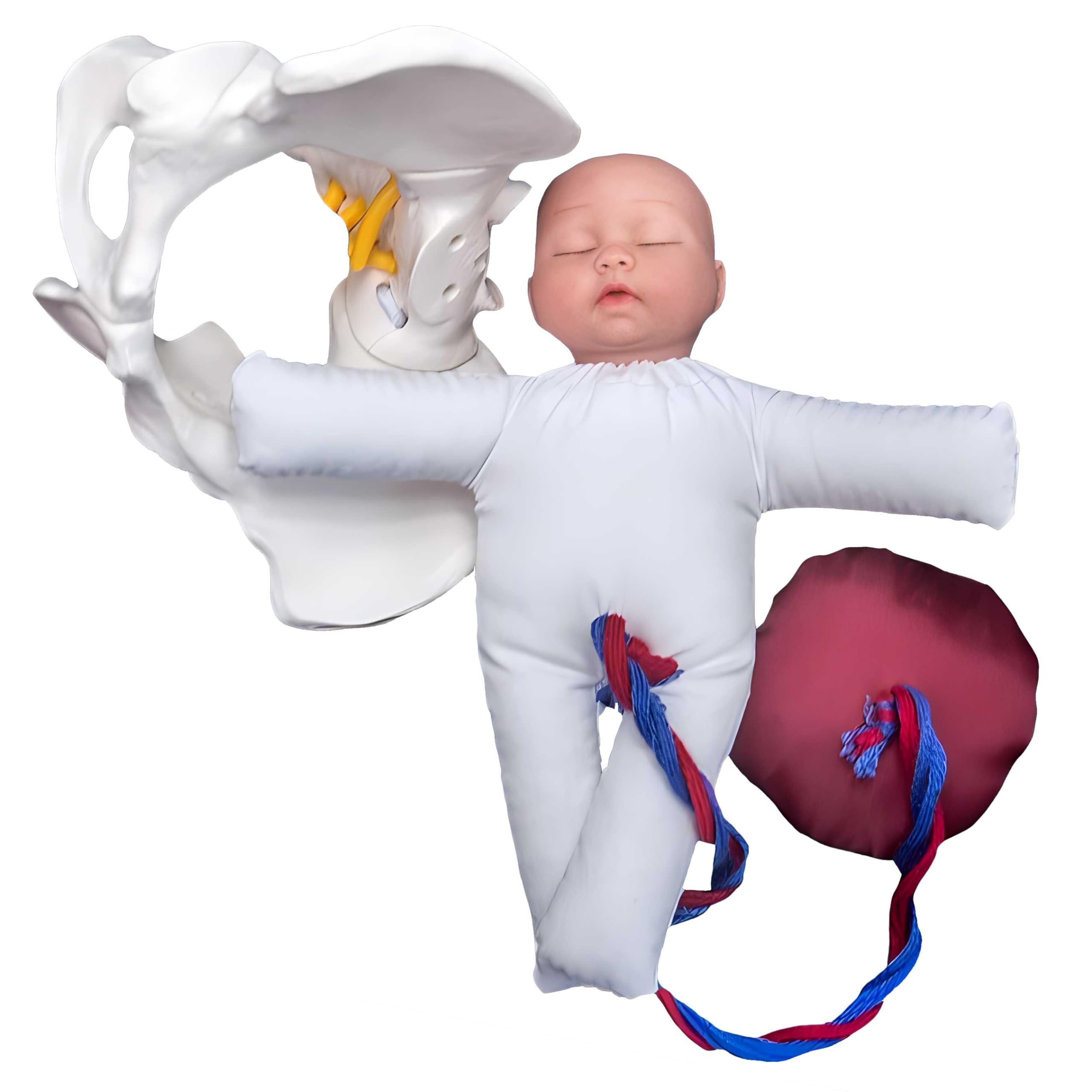 Modèle de plancher pelvien et mannequin bébé AMITD d'apprentissage de la naissance