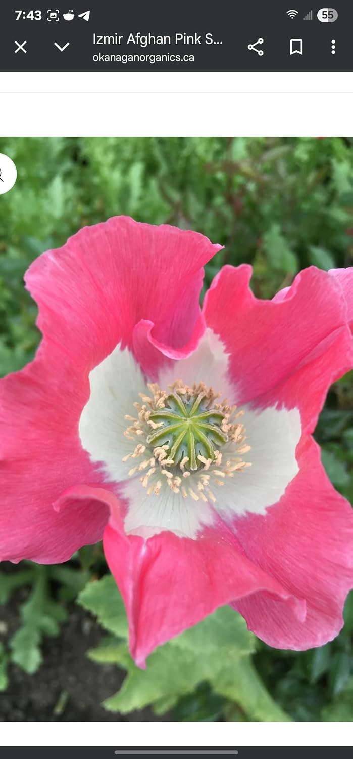 Authentic Purebred Afghan Galania Import Massive Potent Seed Pods of Papaver Somniferum Beautiful Pink and White Poppy Flowers Organic Seeds 1 Full GRAM 3300 Seeds!