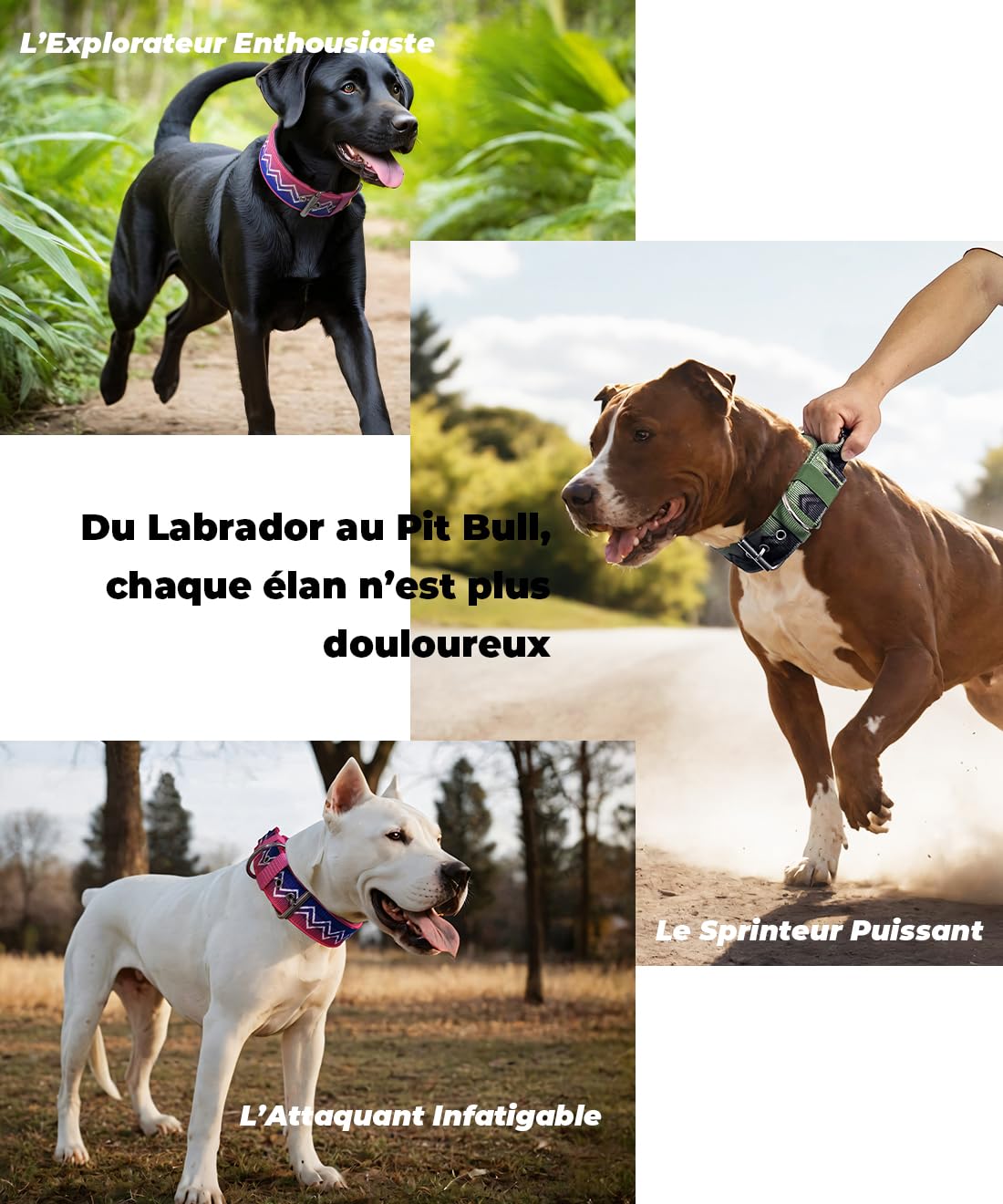Collier pour Grands Chiens NeckShield Kontroll - Collier pour Chien De 5 cm De Large avec Rembourrage Extra Épais Et Poignée,Protection Professionnelle,50-58cm,Vert