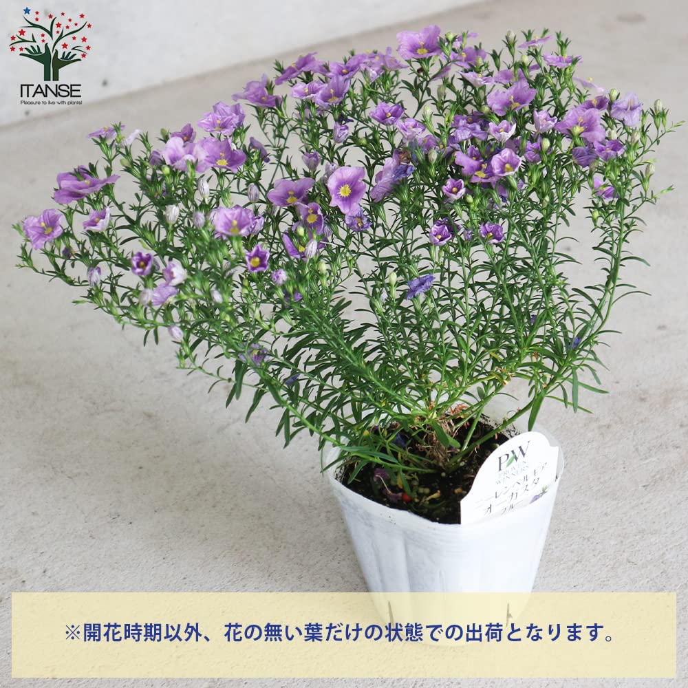 ニーレンベルギア様 リクエスト 4点 まとめ商品 ニーレンベルギア様