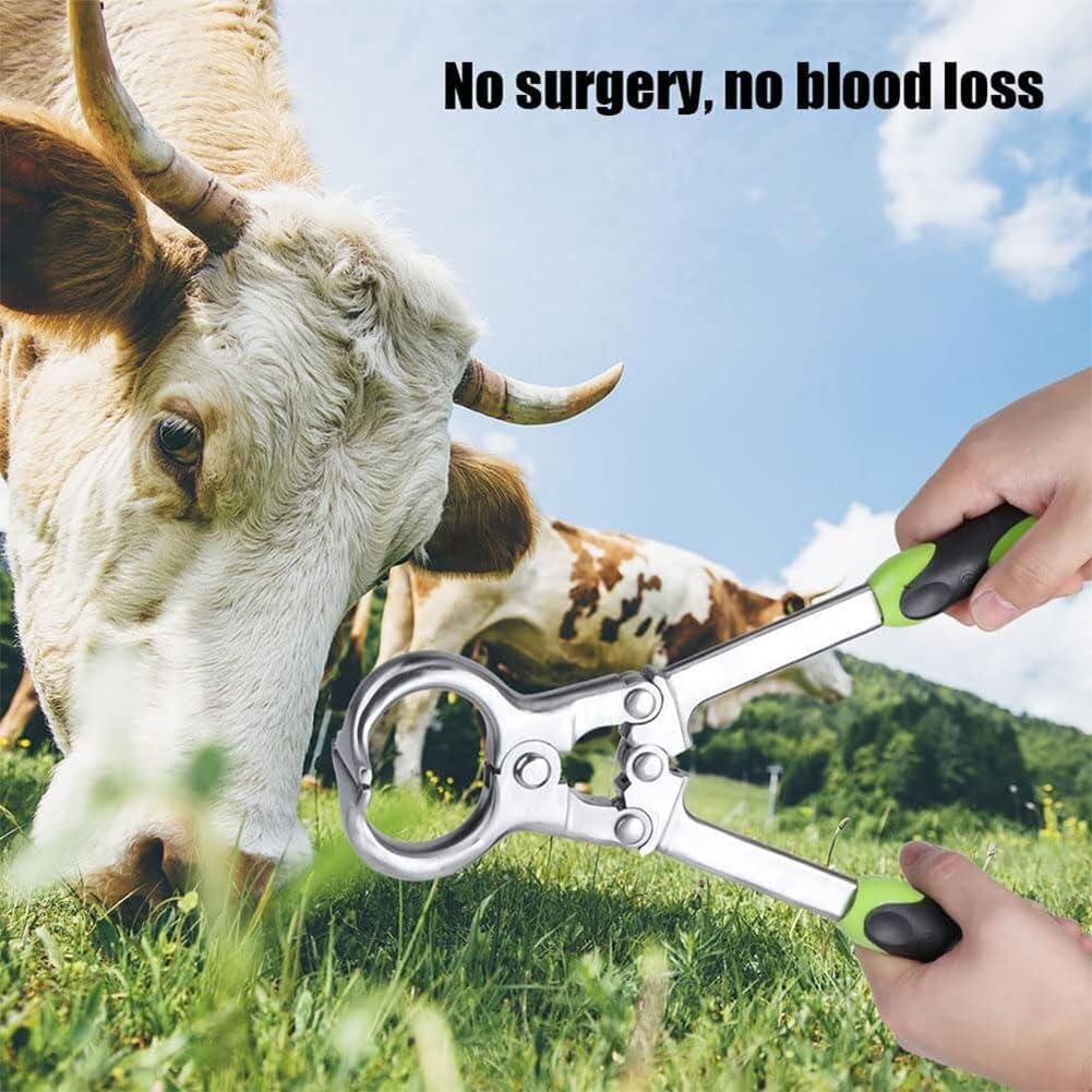 Pinze per castrazione veterinaria in acciaio inox per bestiame, strumento chirurgico senza sangue con apertura da 44 mm