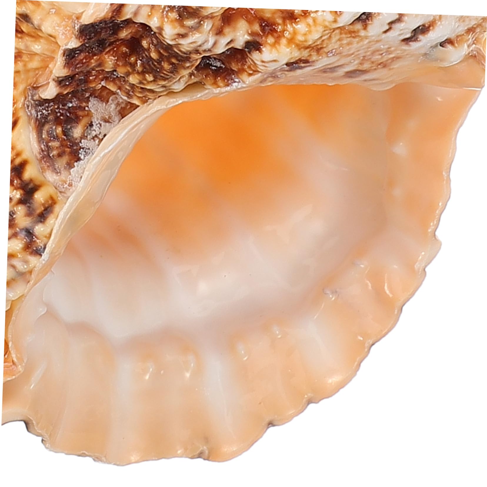 TOPBATHY 3St Eimer mit Muschelblumengesteck Vase Blumentöpfe Pflanztöpfe Blumentopf natürlicher Muschel-Pflanztopf Muscheln zur Dekoration Naturstein Eimer für Blumenarrangements Ornamente