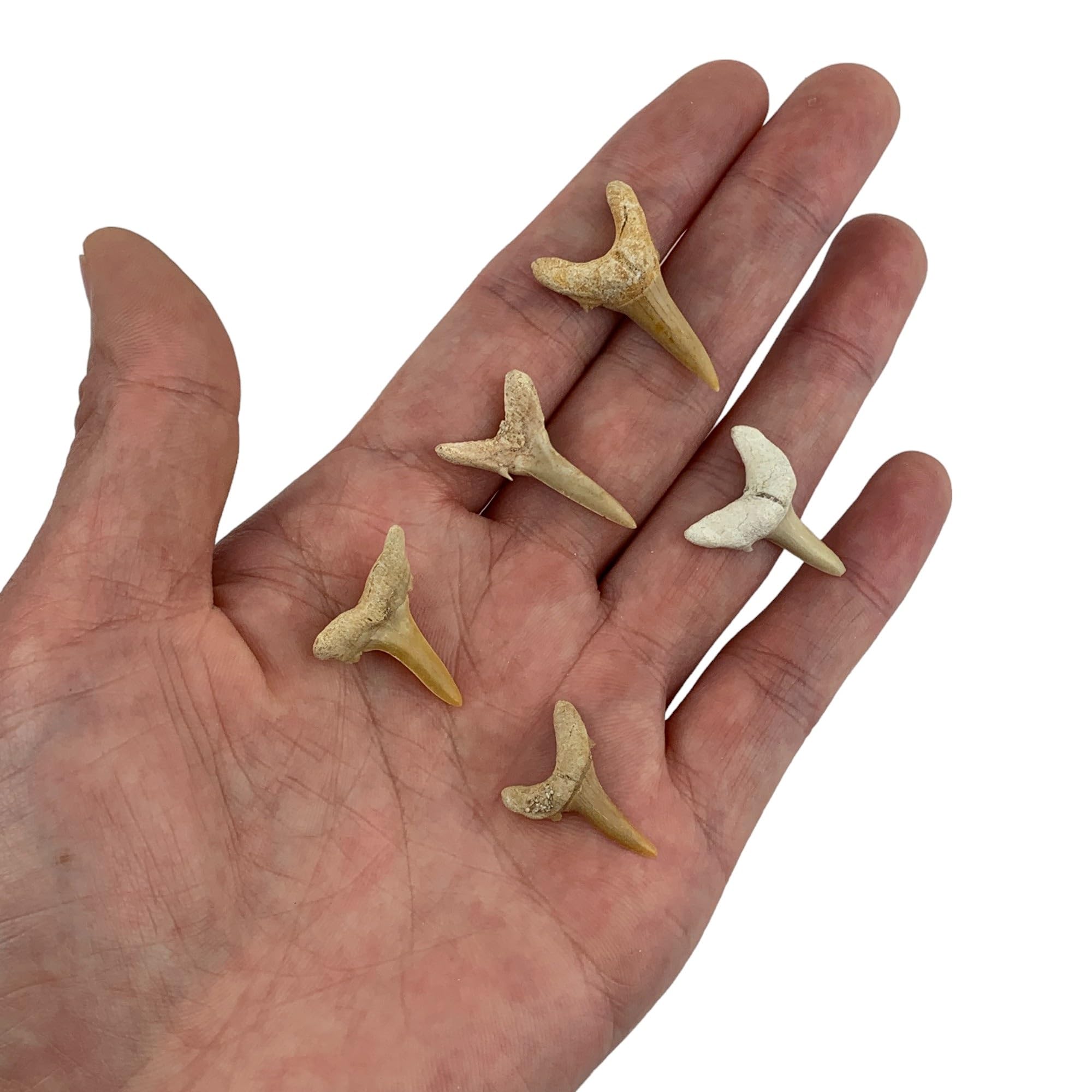 Heyiwell 5PC Fossil Shark Tooth,Genuine Fossil Shark Teeth 2~3cm