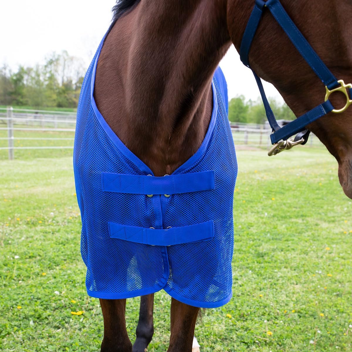 Country Pride Lightweight Fly Sheet Scrim, Breathable Mesh Fly Protection, Double Surcingle Open Front, Bias Surcingle and Tail Cord, Indoor and Trailer Use, Blue Red Green (Blue, Small 70-72")