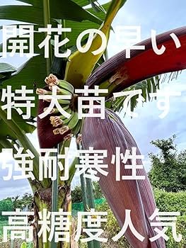 1苗のみ◆来季開花⁉巨大201cmバナナ◆ブラジルアップル。高糖度、耐寒性強低木 1苗のみ◇来季開花⁉巨大201cmバナナ◇ブラジルアップル。高糖度