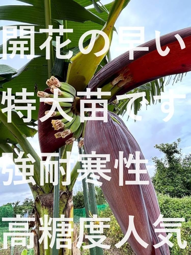 早期開花！255㎝,バナナ苗＝絶対王者の糖度◆超・ドワーフナムワ・キング◆耐寒強 早期開花！255㎝,バナナ苗＝絶対王者の糖度◇超・ドワーフナムワ