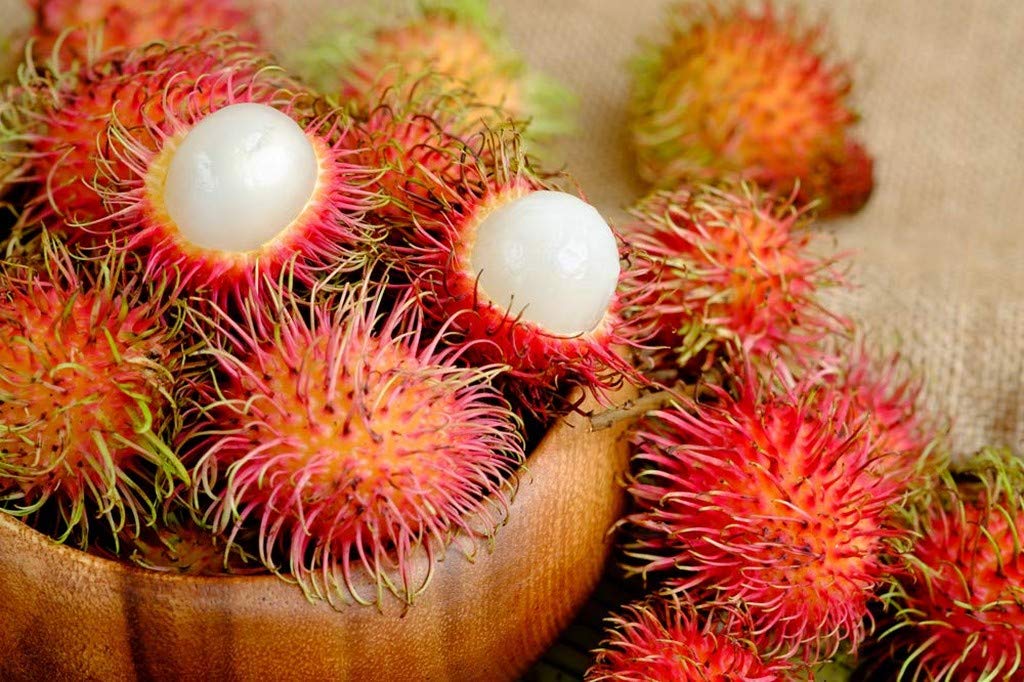Creative Farmer High Delicious Red Rambutan Fruit Plant (1 Healthy Live Plant On Polybag) (B08P5PY3B3) Amazon Price History, Amazon Price Tracker