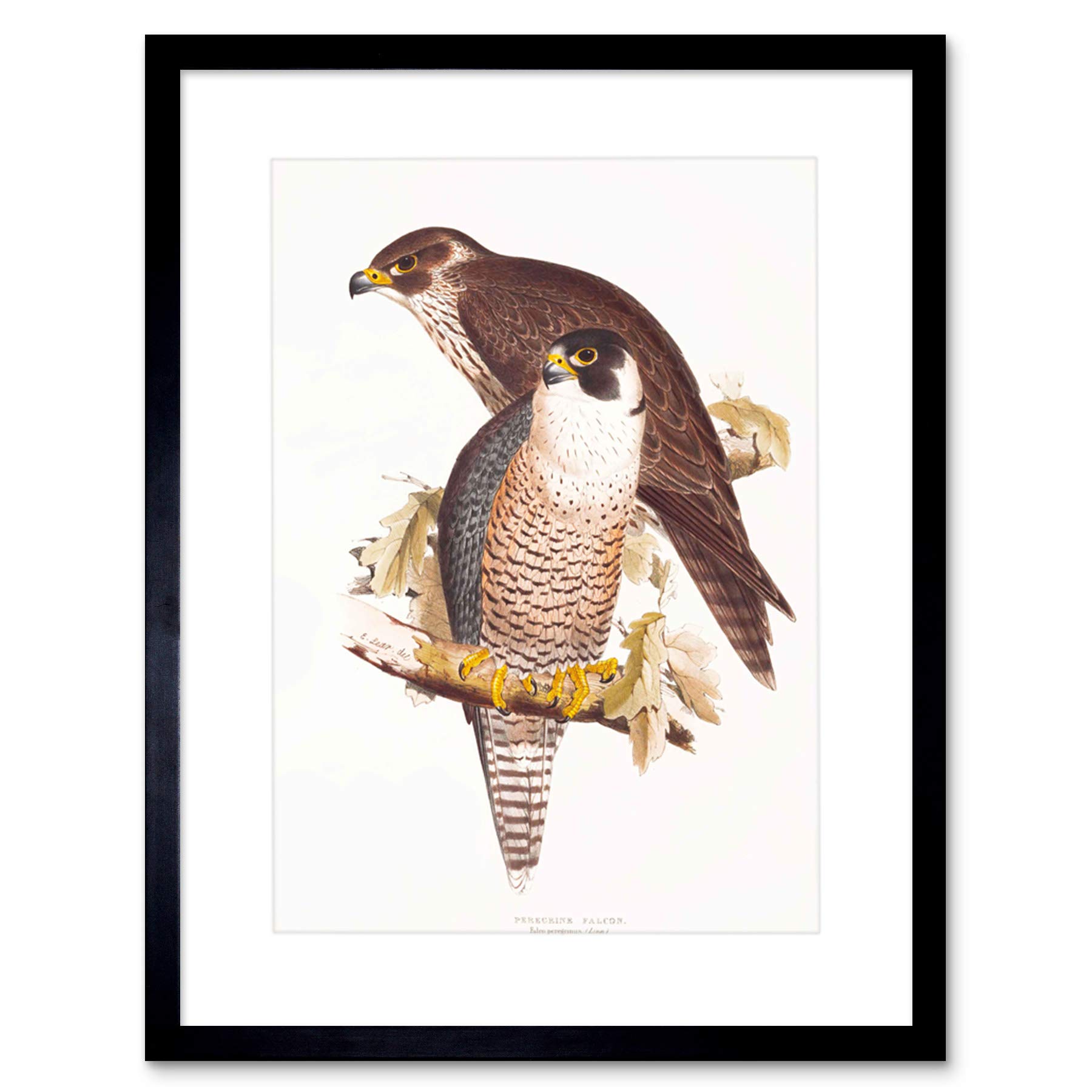 Wee Blue Coo PAINTING BIRDS GOULD LEAR PEREGRINE FALCON PAIR FRAMED ART PRINT B12X12811