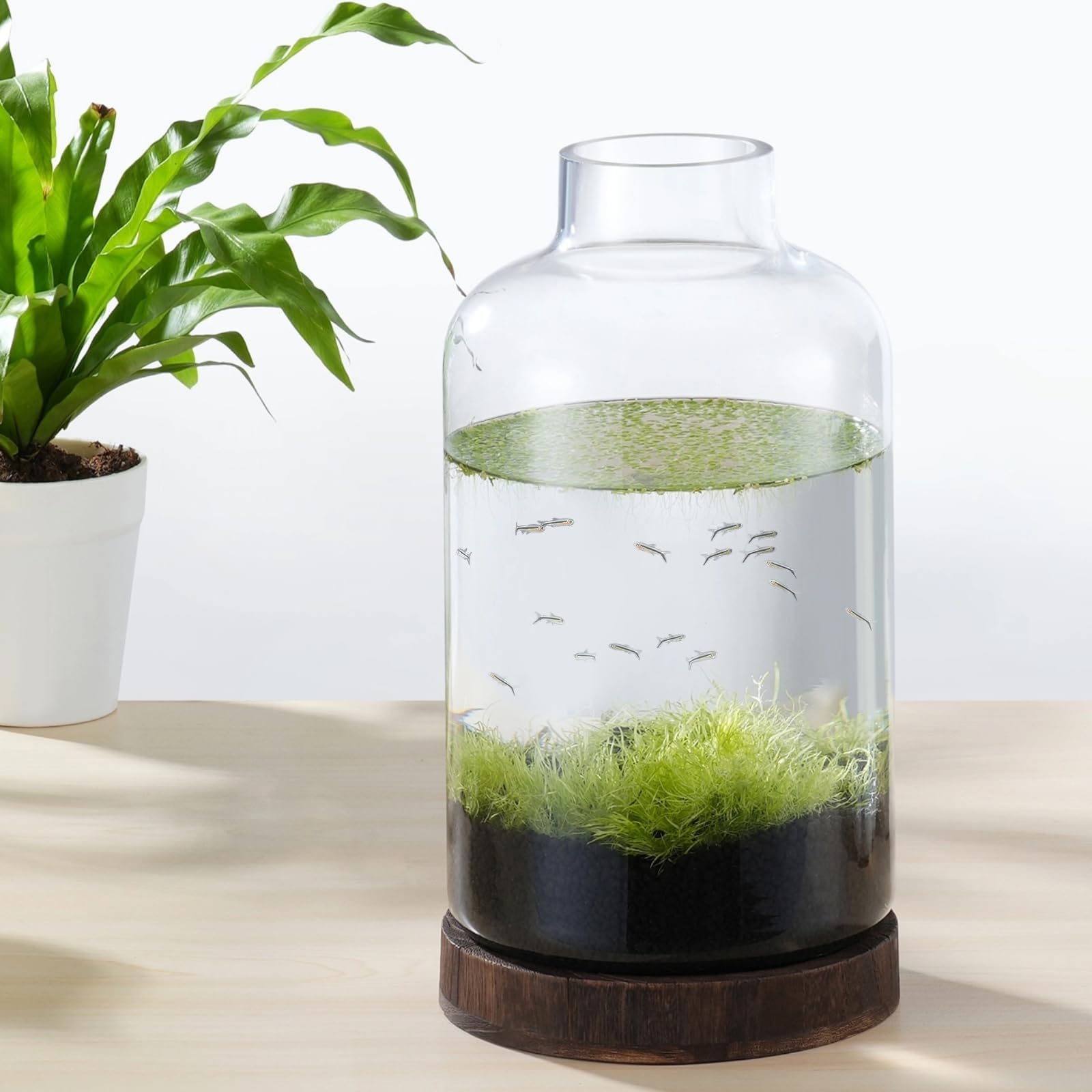 PONDON 1.3 Gallon Fish Bowl Vase, Featured Aquarium Kit Aquariums Channel, Wooden Base and Water Changer Included