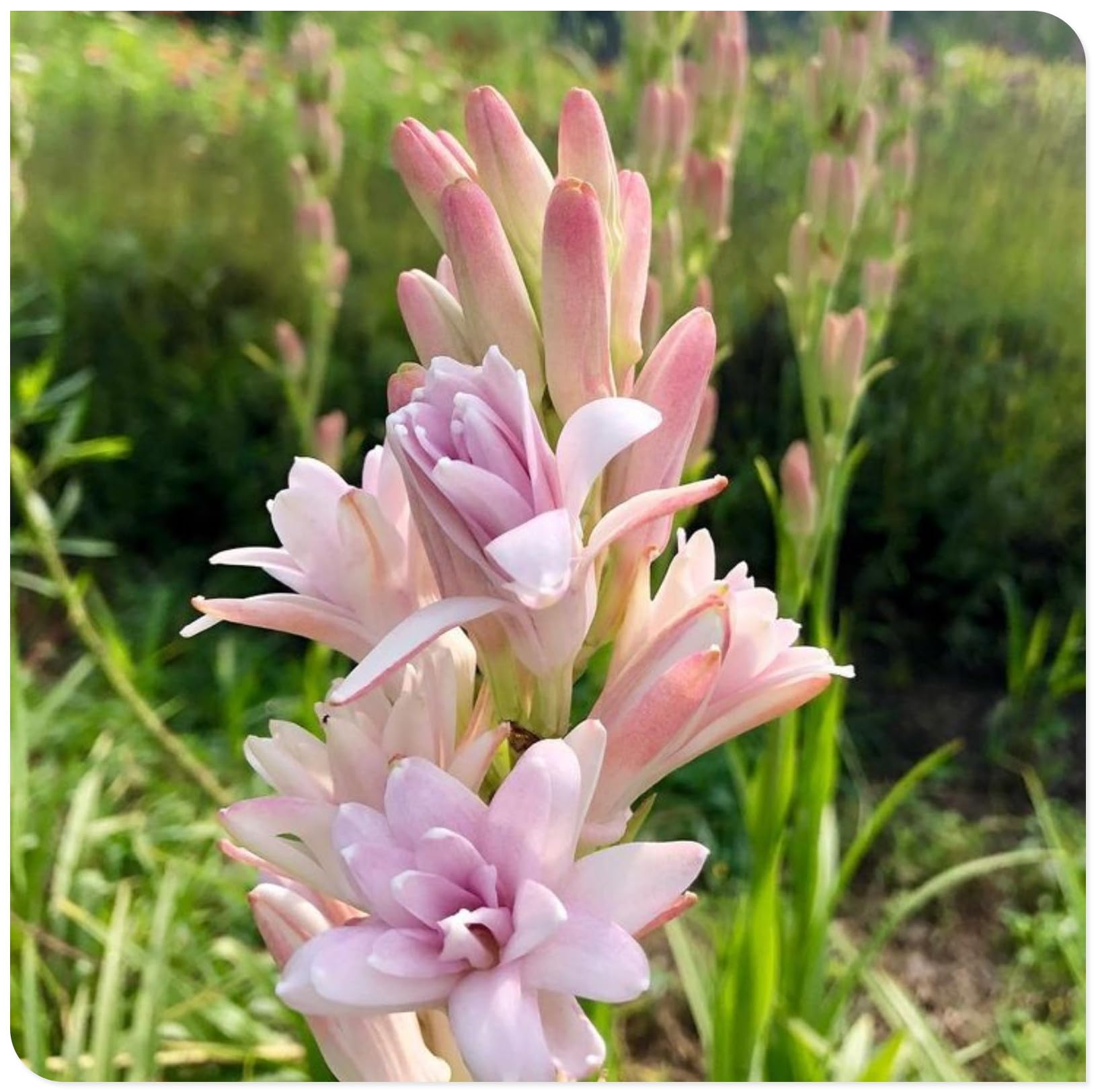 Tuberose Bulbs for Planting Now UK Ornamental Perennial Easy Plant Excellent Display Plant Bulbs Greening Flower/Good for Containers/Natural Organic -15Bulbs-B