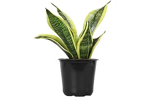 Mother-in-Law's Tongue Snake Plant: Thriving Indoor Houseplant with Air-Purifying Qualities