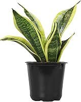 Vista 14 de Planta de serpiente viva con maceta blanca decorativa, Sansevieria Trifasciata Superba, planta de interior enraizada completamente, planta de lengua