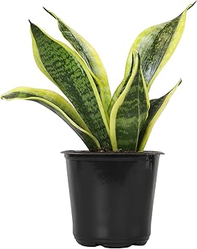 Live Snake Plant, Sansevieria trifasciata Superba