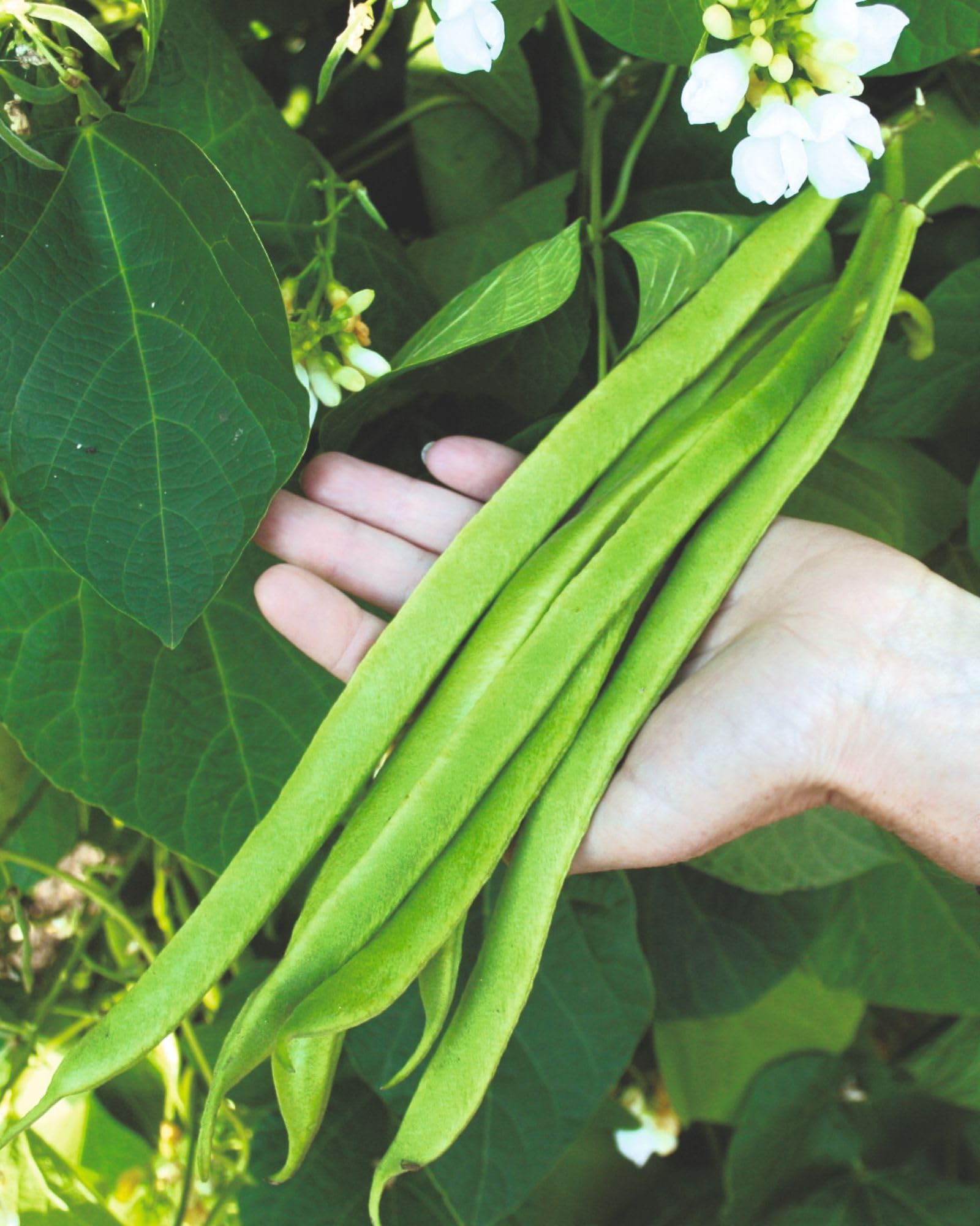 Runner Bean ‘Moonlight’ Seeds – 2 Packets (80 Seeds) – RHS AGM Self-Setting Runner Bean – Stringless White Flowering Variety – Heavy Cropping Vegetable Seeds by Thompson & Morgan