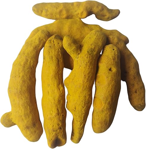 Miniatura 2 de BHAVICREATION Cúrcuma entera Haldi Ki Ganth para Puja Cúrcuma entera para Pooja 10 piezas Saubt Haldi Tumeric Dedos Tuméricos Enteros Haldi Gatiya