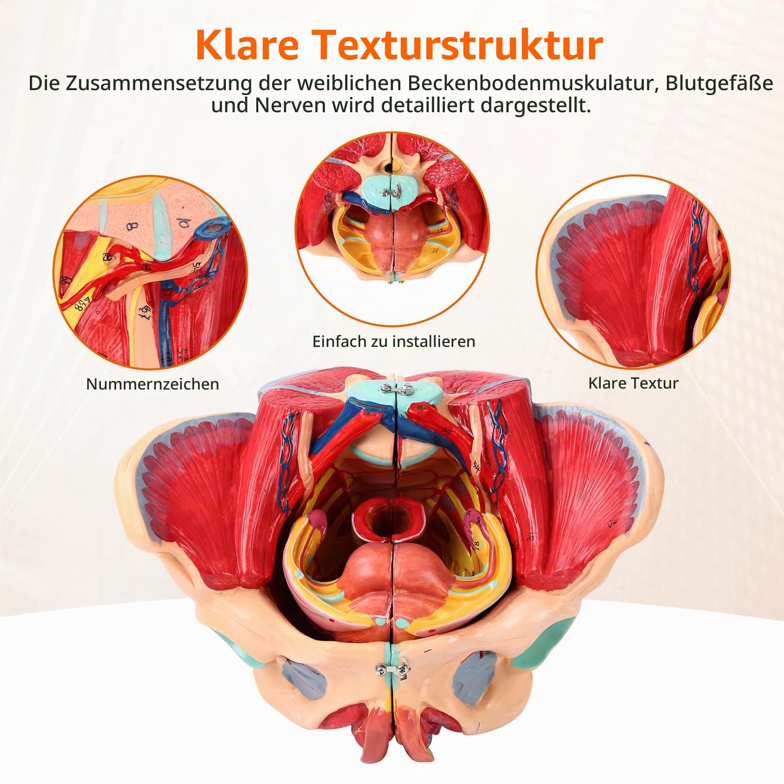 Weiblicher Beckenboden Modell, Anatomie Modell Beckenboden, Weibliches Beckenmodell Lebensgröße Mit Abnehmbaren Organen 4-teiliges, Für Lehr-Lern-Display