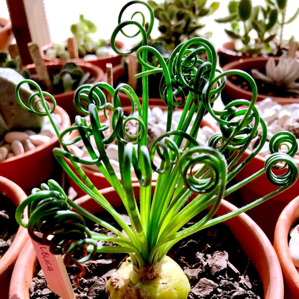 buy snake plants near me SNAKE PLANT SANSEVIERIA main image 0