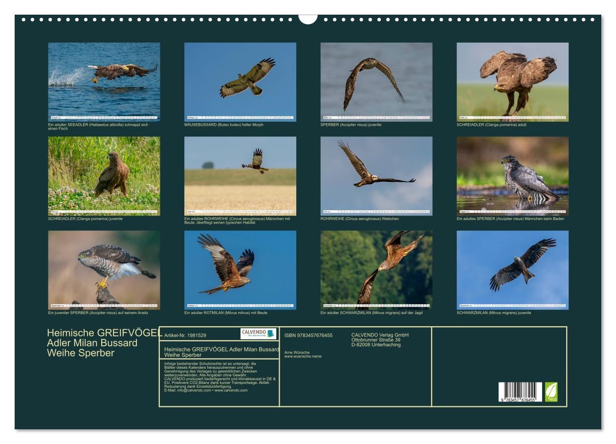 Heimische GREIFVÖGEL Adler Milan Bussard Weihe Sperber (Wandkalender 2026 DIN A2 quer), CALVENDO Monatskalender: Ausgesuchte Aufnahmen aus der Familie der Habichtartigen (CALVENDO Tiere)